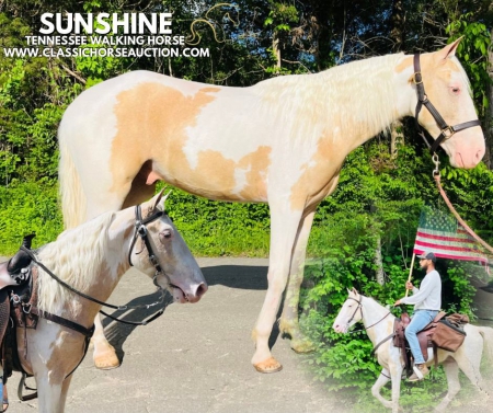 SUNSHINE, Tennessee Walking Horses Gelding for sale in Kentucky