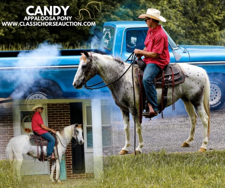 CANDY, Appaloosa Mare for sale in Tennessee