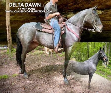 DELTA DAWN, Kentucky Mountain Saddle Horse Mare for sale in Kentucky