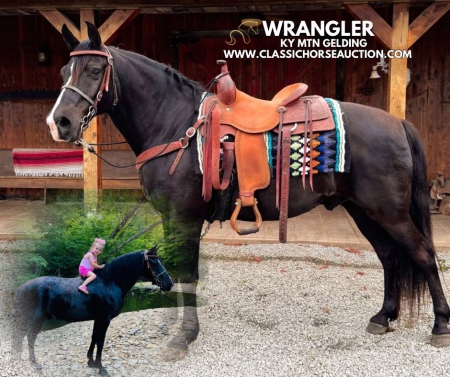 WRANGLER, Kentucky Mountain Saddle Horse Gelding for sale in Kentucky