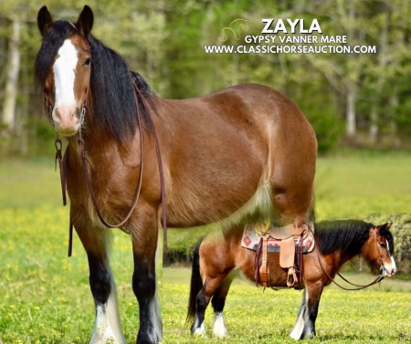 ZAYLA, Gypsy Vanner Mare for sale in Kentucky
