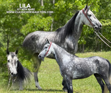 LILA, Kentucky Mountain Saddle Horse Mare for sale in Kentucky
