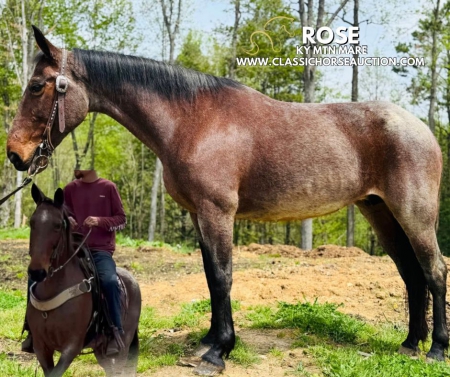 ROSE, Kentucky Mountain Saddle Horse Mare for sale in Kentucky