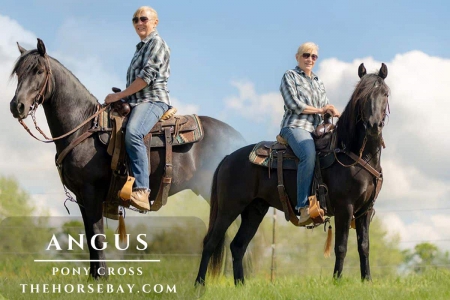 Black Pony Cross Gelding For Sale (Gaited/Trail) , Ponies Gelding for sale in Missouri