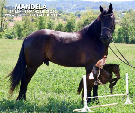 MANDELA , Draft Gelding for sale in Pennsylvania