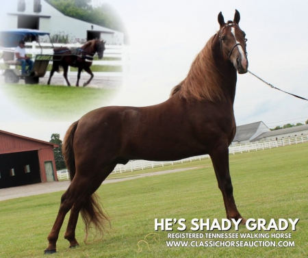 HE'S SHADY GRADY, Tennessee Walking Horses Gelding for sale in Tennessee