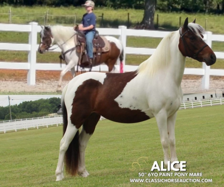 ALICE, Ponies Mare for sale in Tennessee