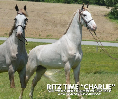CHARLIE, Tennessee Walking Horses Gelding for sale in Kentucky