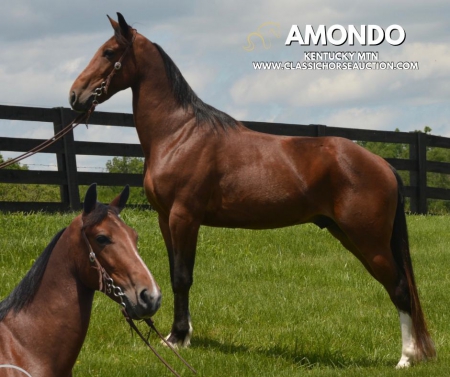 AMONDO, Kentucky Mountain Saddle Horse Gelding for sale in Kentucky