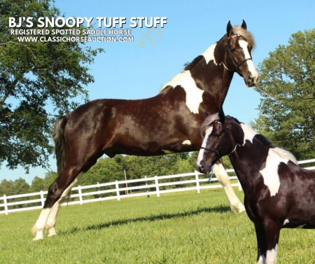 TUFF STUFF, Spotted Saddle Gelding for sale in Tennessee