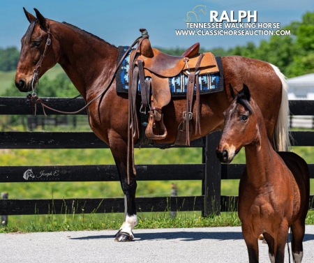 RALPH, Tennessee Walking Horses Gelding for sale in Kentucky