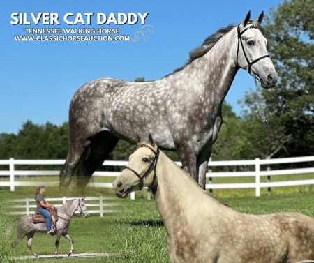 SLIVER CAT DADDY, Tennessee Walking Horses Gelding for sale in Tennessee