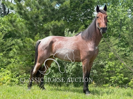 DOC, Racking Horse Gelding for sale in Kentucky