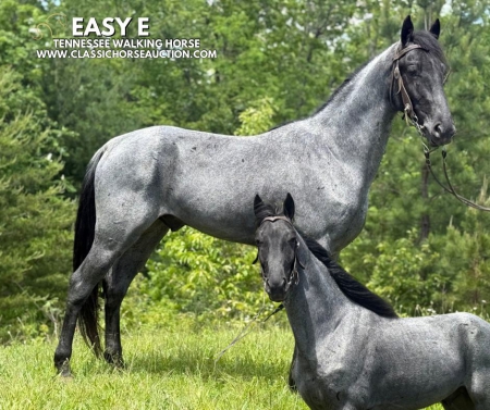 EASY E, Tennessee Walking Horses Gelding for sale in Kentucky
