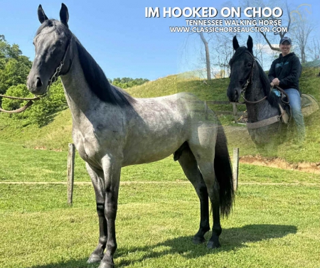 IM HOOKED ON CHOO, Tennessee Walking Horses Gelding for sale in Tennessee