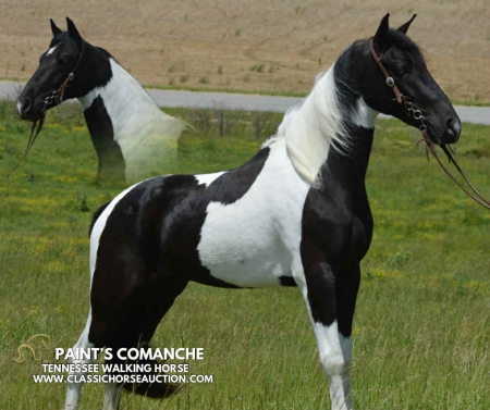 PAINT'S COMANCHE , Tennessee Walking Horses Gelding for sale in Kentucky