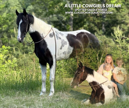 DREAM , Spotted Saddle Mare for sale in Kentucky