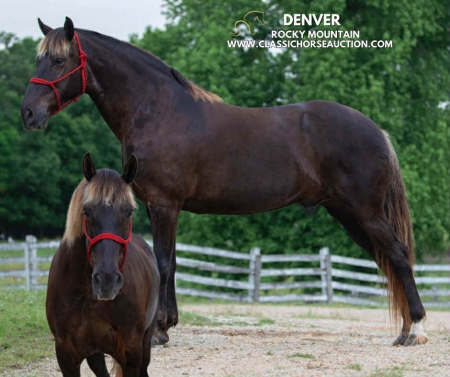 DENVER, Rocky Mountain Gelding for sale in Kentucky
