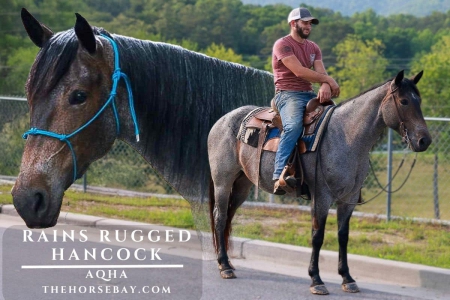 Bay Roan AQHA Mare , American Quarter Horse Mare for sale in Tennessee