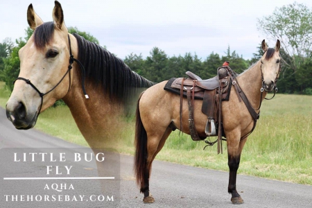 Buckskin AQHA Gelding , American Quarter Horse Gelding for sale in Kentucky