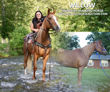 WILLOW , Tennessee Walking Horses Mare for sale in Tennessee