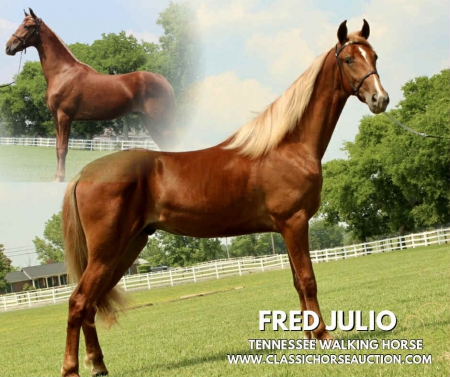 FRED JULIO , Tennessee Walking Horses Gelding for sale in Tennessee