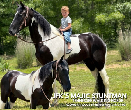 STUNTMAN, Tennessee Walking Horses Gelding for sale in Kentucky