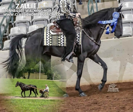 ZALLIE , Tennessee Walking Horses Mare for sale in Ohio