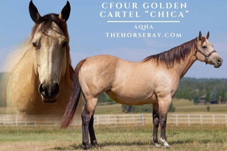 Quarter Horse Mare for Sale in Laporte, CO, American Quarter Horse Mare for sale in Colorado