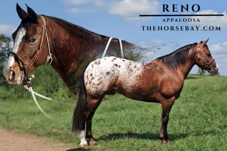 Appaloosa Gelding for Sale, Appaloosa Gelding for sale in Kentucky