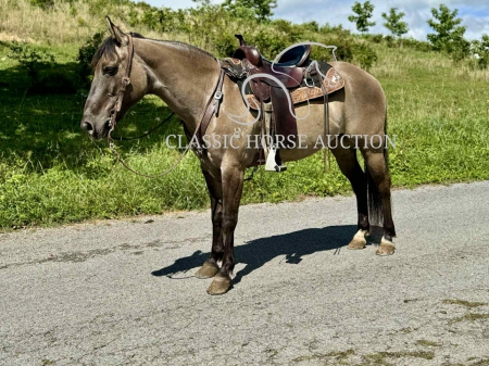 CHOCTOW, Qatgani Gelding for sale in Tennessee