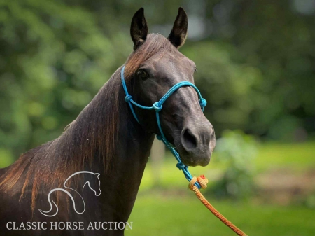 BINX, Kentucky Mountain Saddle Horse Mare for sale in Kentucky