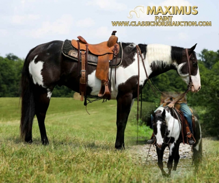MAXIMUS, POA Gelding for sale in Kentucky