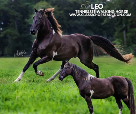 LEO, Tennessee Walking Horses Gelding for sale in Mississippi