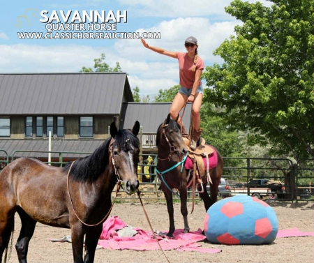 SAVANNAH, American Quarter Horse Mare for sale in Colorado