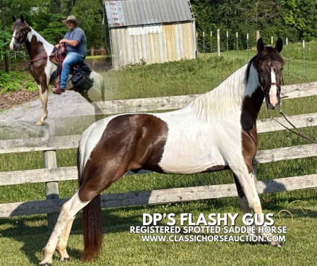 GUS, Tennessee Walking Horses Gelding for sale in Kentucky