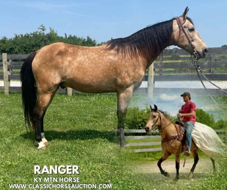 RANGER, Kentucky Mountain Saddle Horse Gelding for sale in Ohio