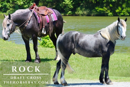 Gray Draft X Gelding (Youth/Trail/Ranch), Draft Gelding for sale in Kentucky