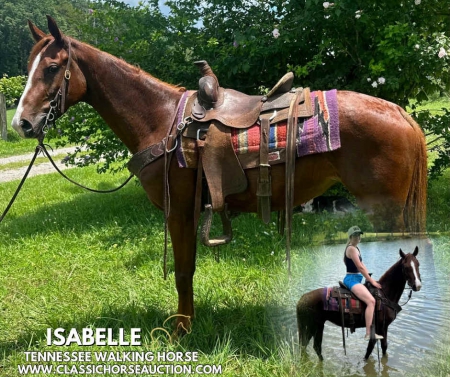 isabelle, Tennessee Walking Horses Mare for sale in Kentucky