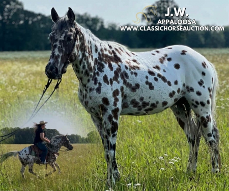 JW, Appaloosa Gelding for sale in Tennessee
