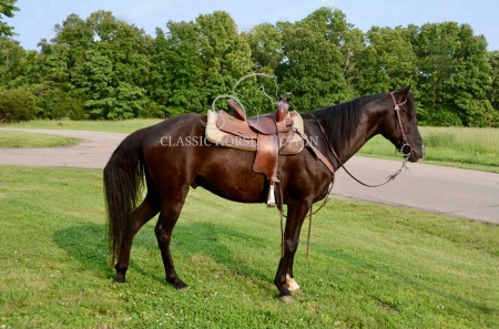 JAX, Tennessee Walking Horses Gelding for sale in Missouri