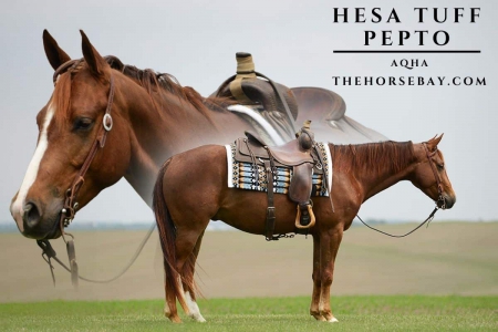 AQHA Gelding For Sale (All Around/Ranch/Youth) , American Quarter Horse Gelding for sale in Iowa