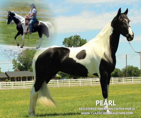 PEARL , Tennessee Walking Horses Mare for sale in Tennessee