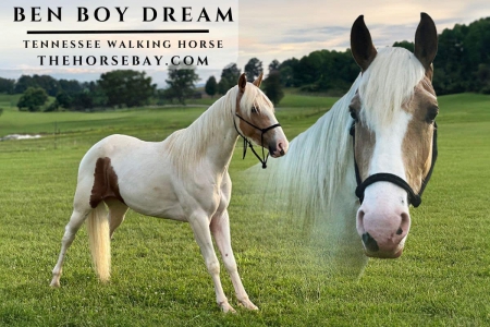 Tennessee Walking Gelding (Gaited/Trail/Youth), Tennessee Walking Horses Gelding for sale in Kentucky