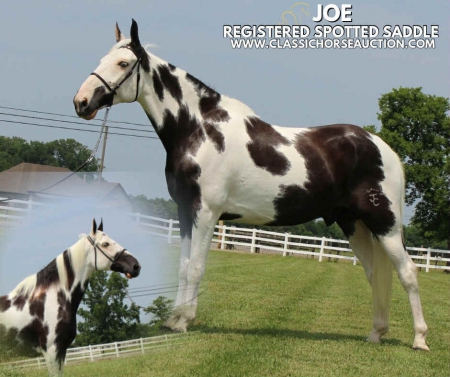 JOEY, Spotted Saddle Gelding for sale in Tennessee