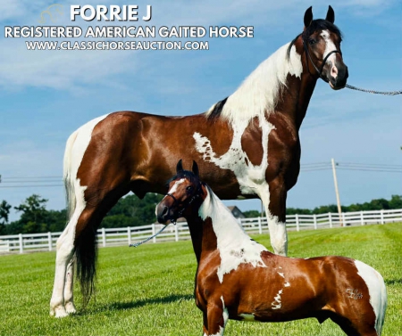 FORRIE J, Tennessee Walking Horses Gelding for sale in Tennessee
