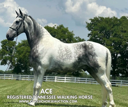 ACE, Tennessee Walking Horses Gelding for sale in Tennessee