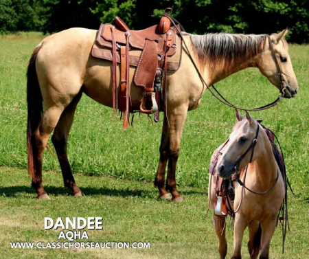 DANDEE, American Quarter Horse Mare for sale in Illinois