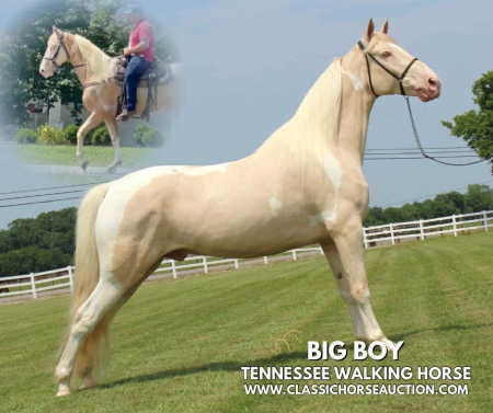 BIG BOY, Tennessee Walking Horses Gelding for sale in Tennessee