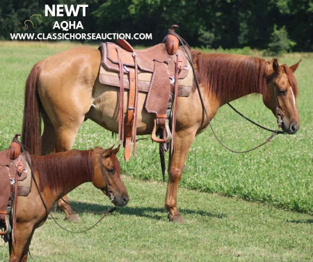 NEWT , American Quarter Horse Gelding for sale in Illinois